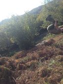 151010_ROVER_TaglioFelciTortoi_029.JPG