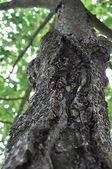 160514_ESPLO_GemellaggioGiubiasco_024.jpg