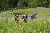 160703_LUPI_CampoLeontica_110.jpg