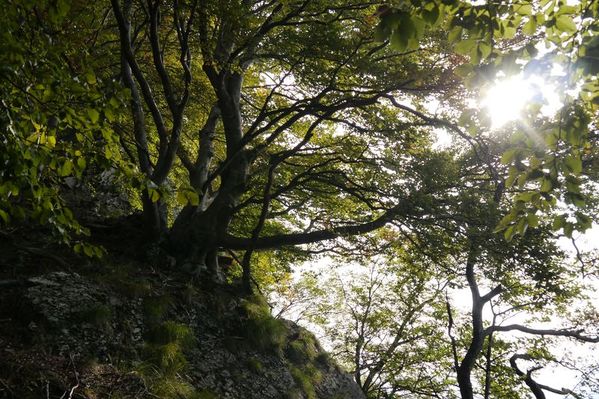 Clicca per vedere l'immagine alla massima grandezza