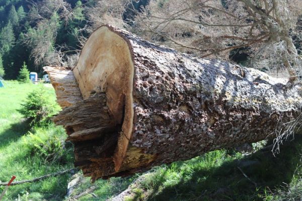 Clicca per vedere l'immagine alla massima grandezza