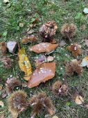 211009_CASTO_UscitaMonteBre_021.jpeg