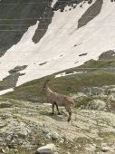 240630_LUPI_Campeggio_207.JPG